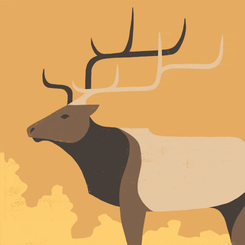 Elk Animation